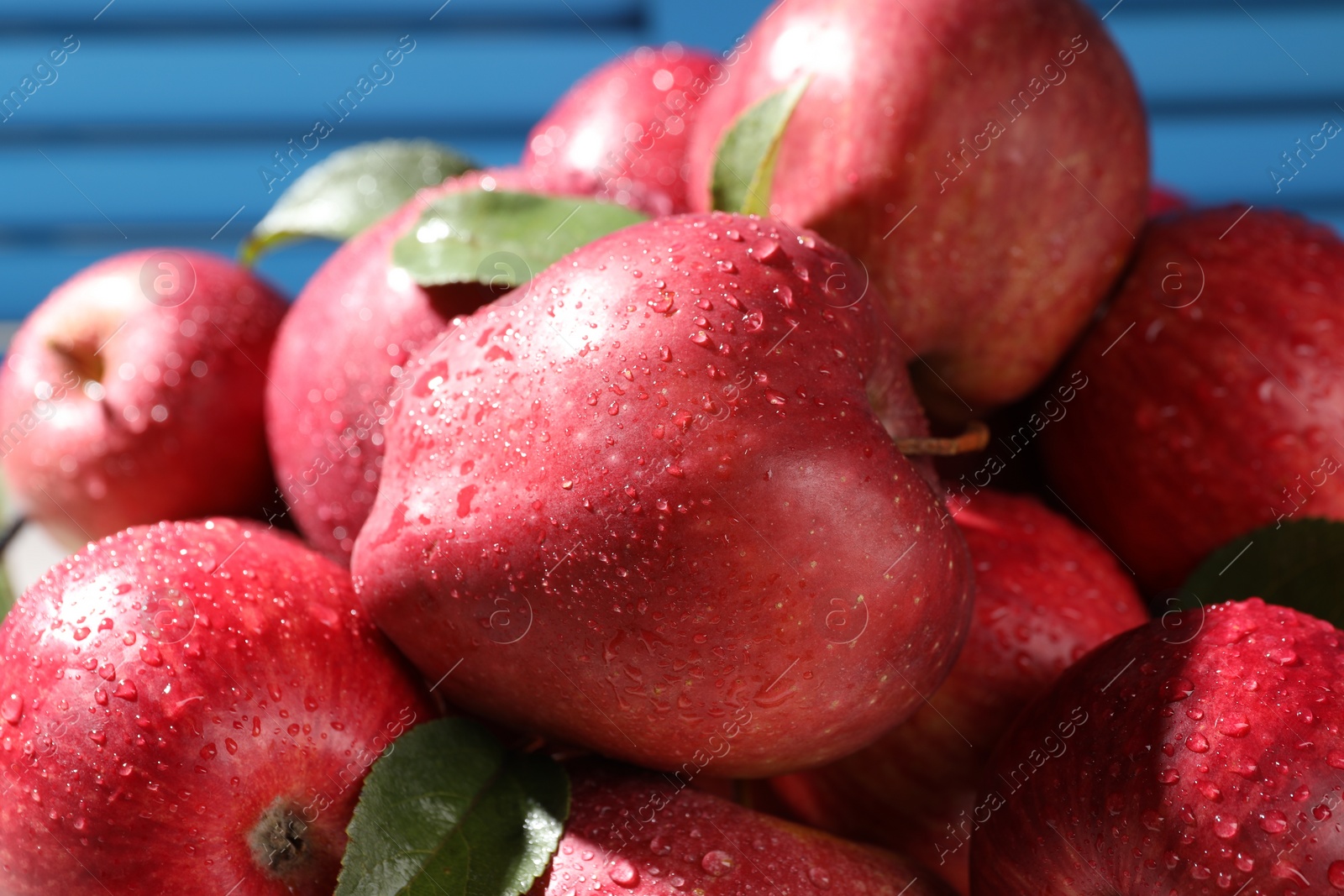 Photo of Ripe red apples with water drops and green leaves on blue background, closeup