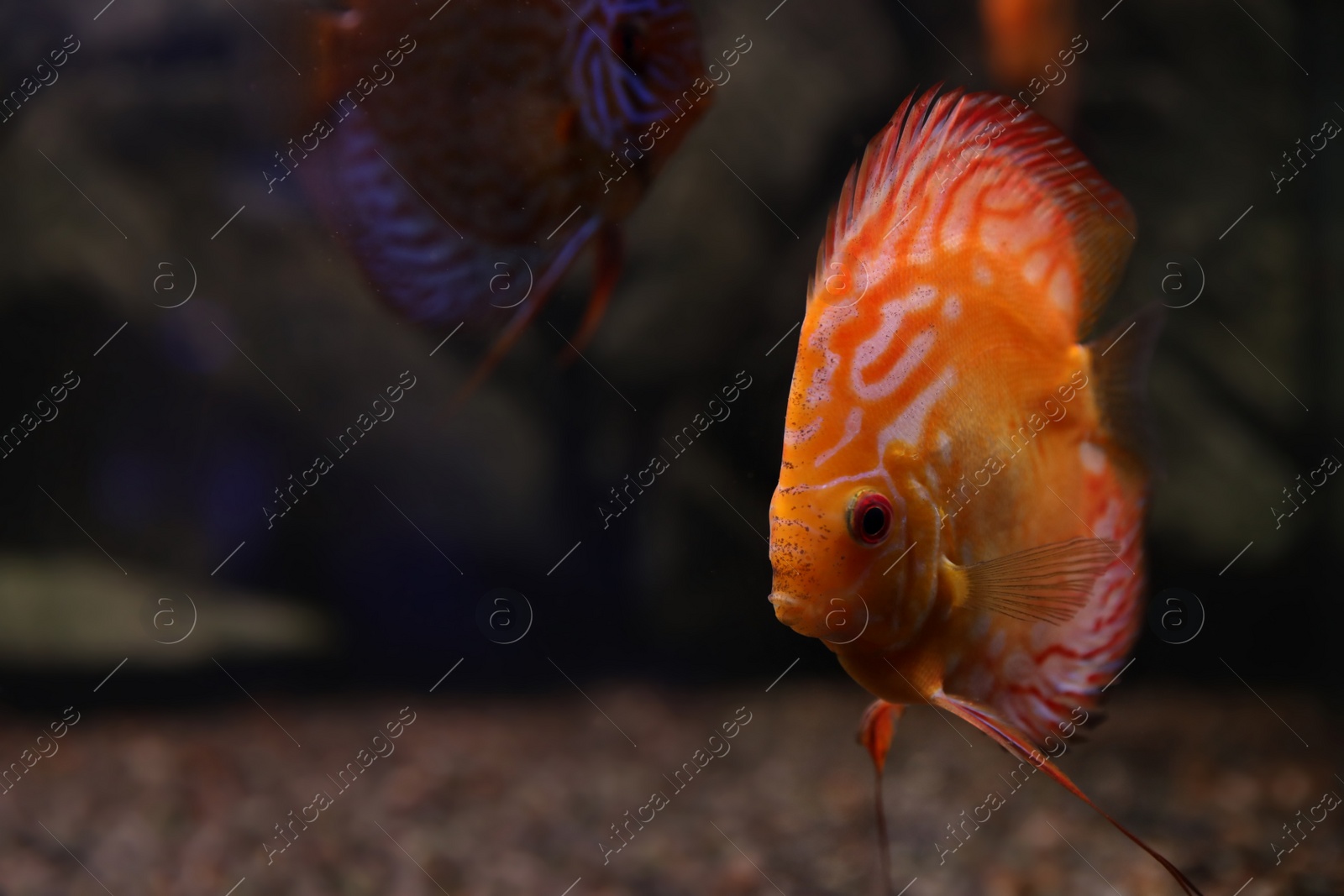 Photo of Beautiful discus fish in clear aquarium water