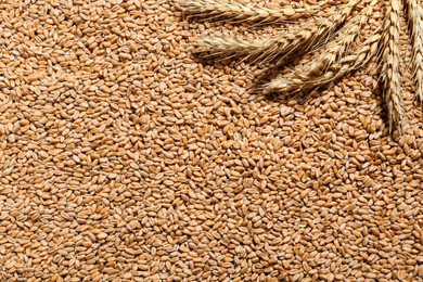 Ears of wheat on grains, top view