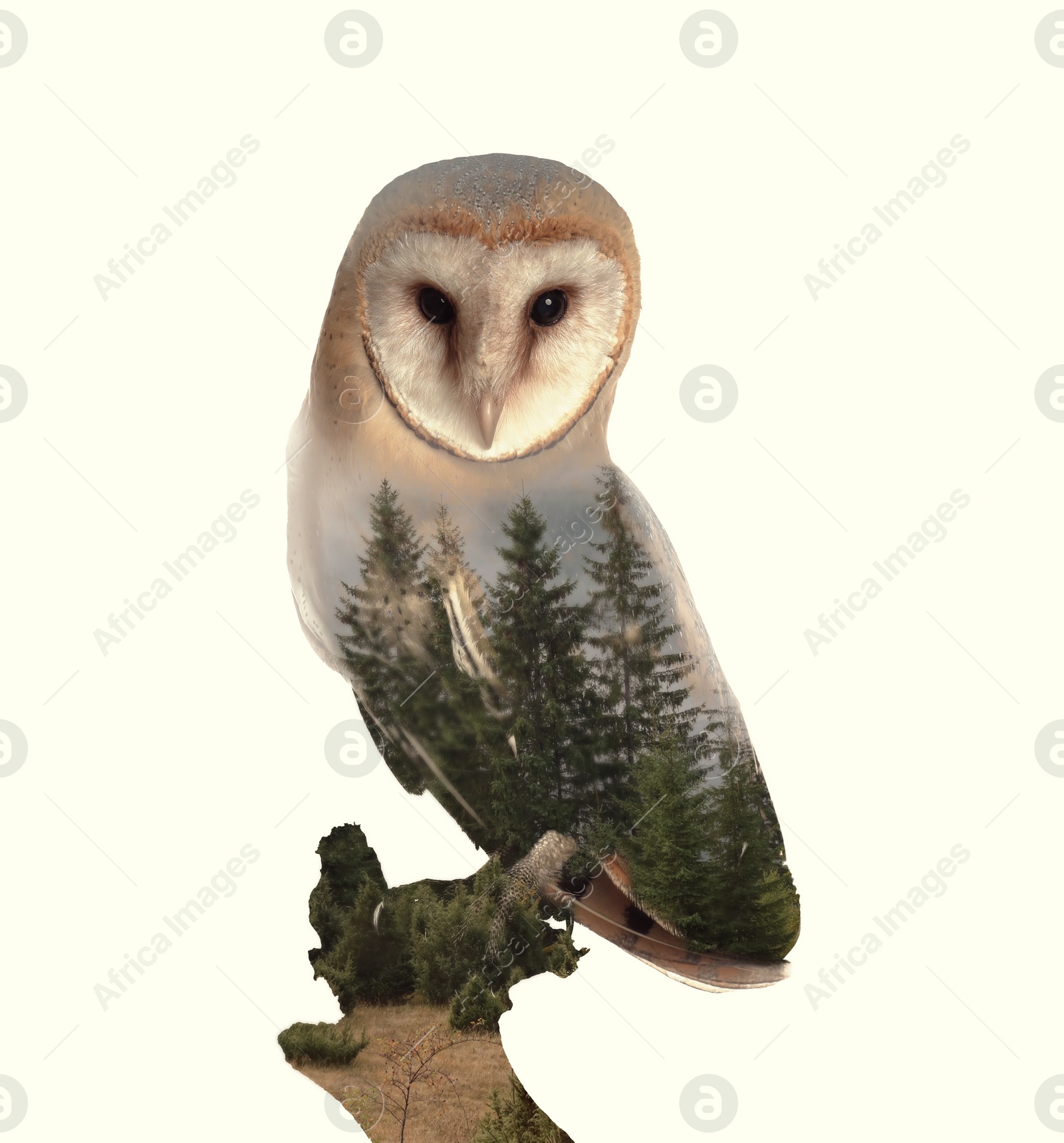 Image of Double exposure of common barn owl and green forest