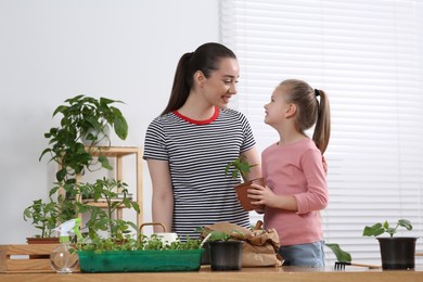 Photo of Planting seedlings. Mother and daughter with different plants in room