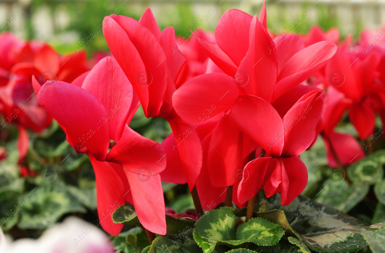 Photo of Many fresh blooming flowers, closeup. Home gardening