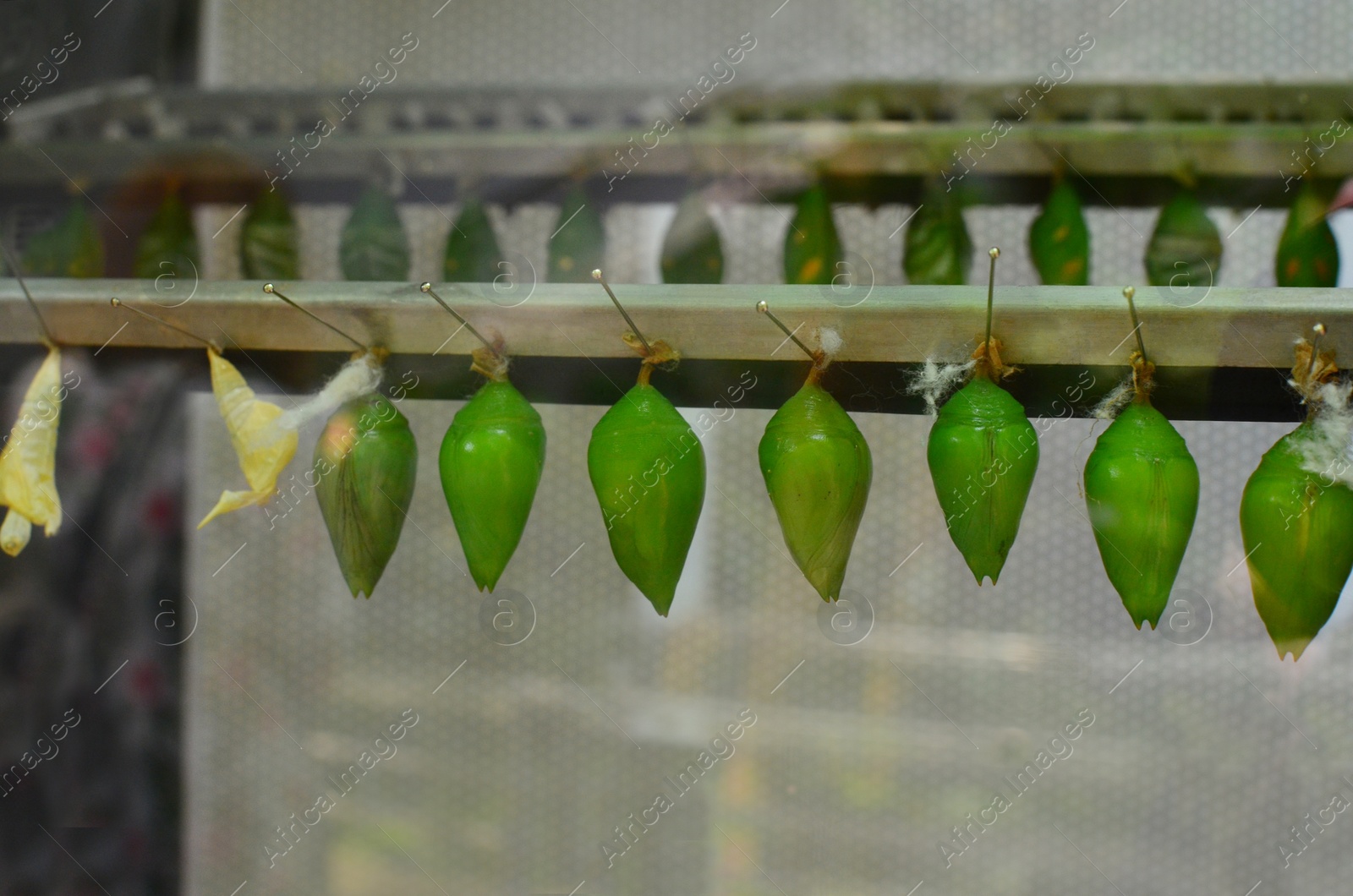 Photo of Many green butterfly pupae in insect zoo, view through window glass