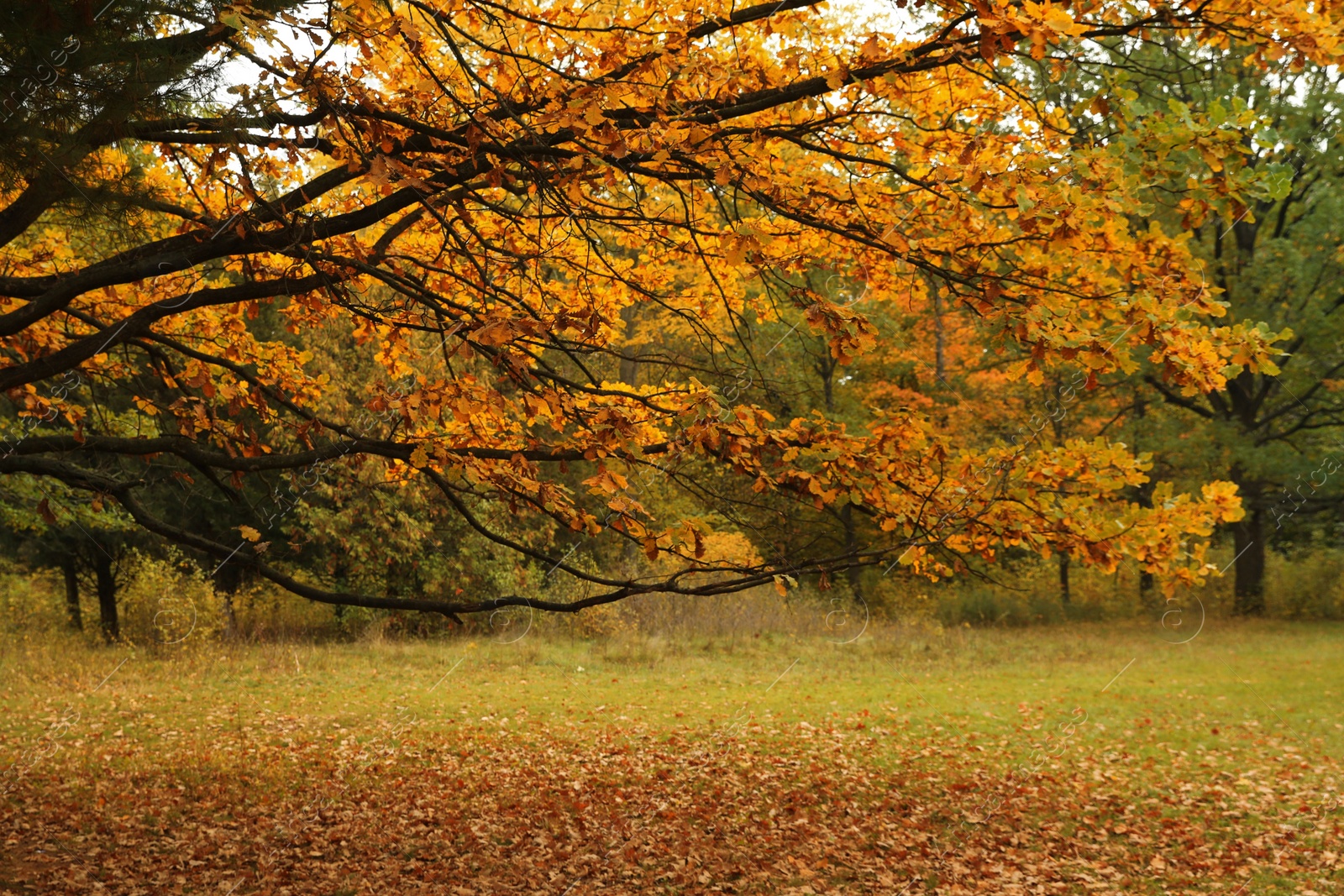 Photo of Beautiful view of tree in forest on autumn day