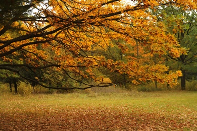 Photo of Beautiful view of tree in forest on autumn day