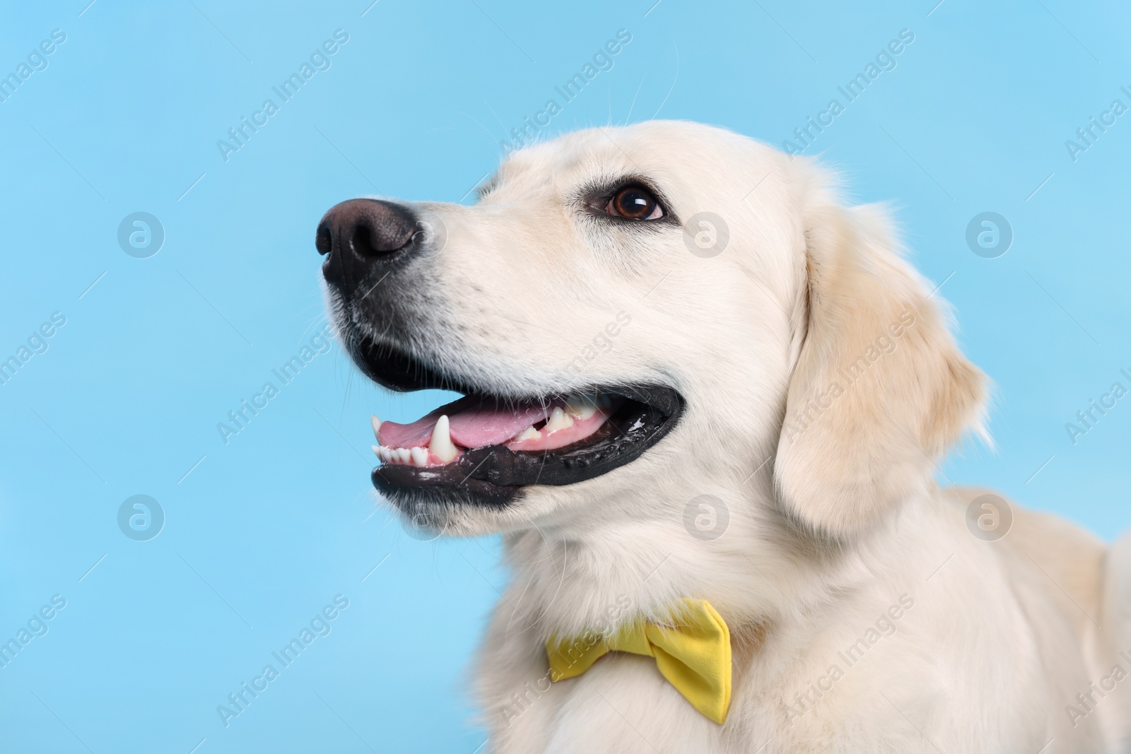 Photo of Cute Labrador Retriever with stylish bow tie on light blue background