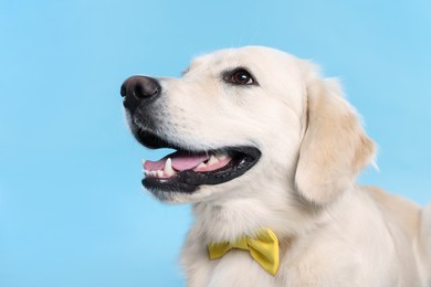 Photo of Cute Labrador Retriever with stylish bow tie on light blue background
