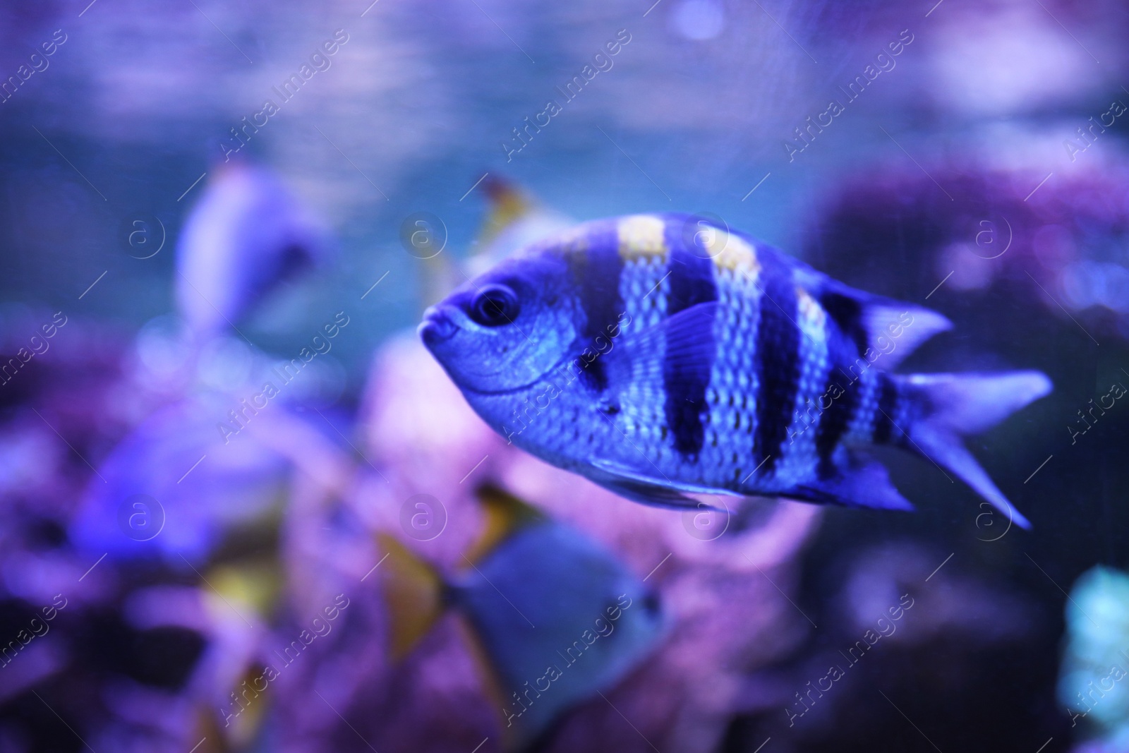 Photo of Beautiful sergeant major fish swimming in clear aquarium