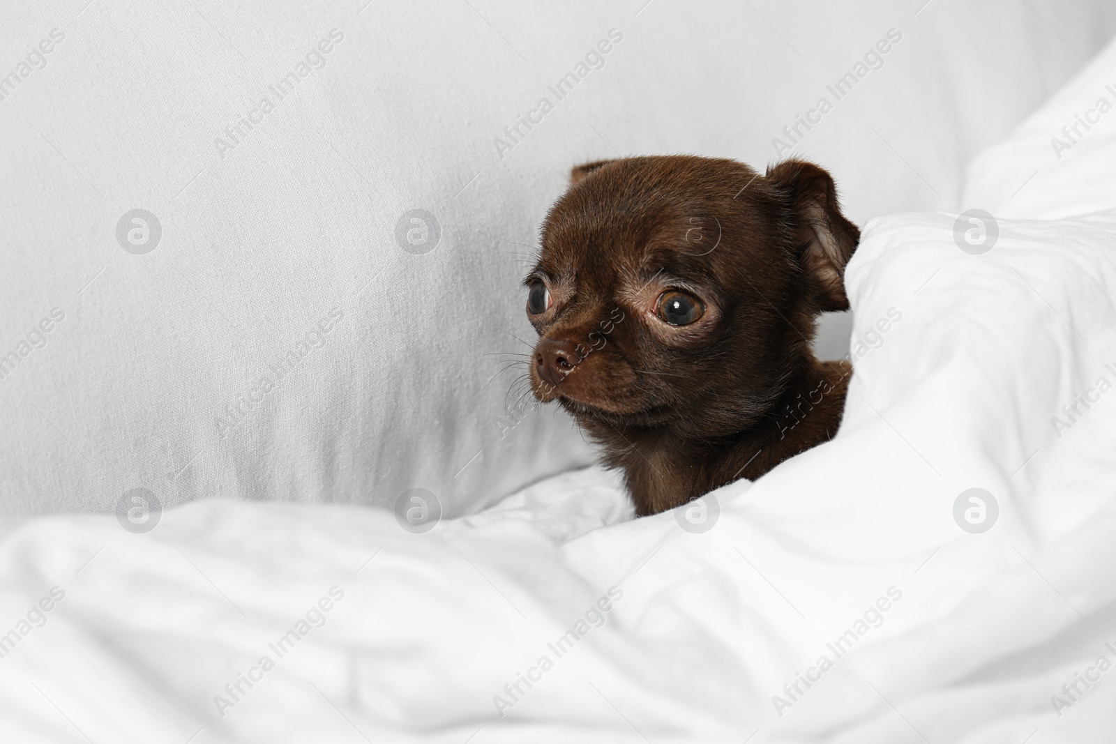 Photo of Cute small Chihuahua dog lying in bed