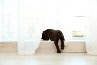 Photo of Chocolate Labrador Retriever puppy on  windowsill indoors
