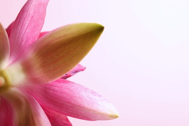 Photo of Beautiful blooming lotus flower on light pink background, closeup. Space for text