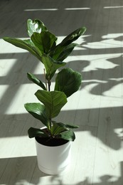 Photo of Fiddle Fig or Ficus Lyrata plant with green leaves indoors