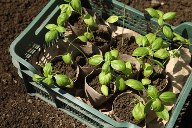 Beautiful seedlings in crate on ground outdoors