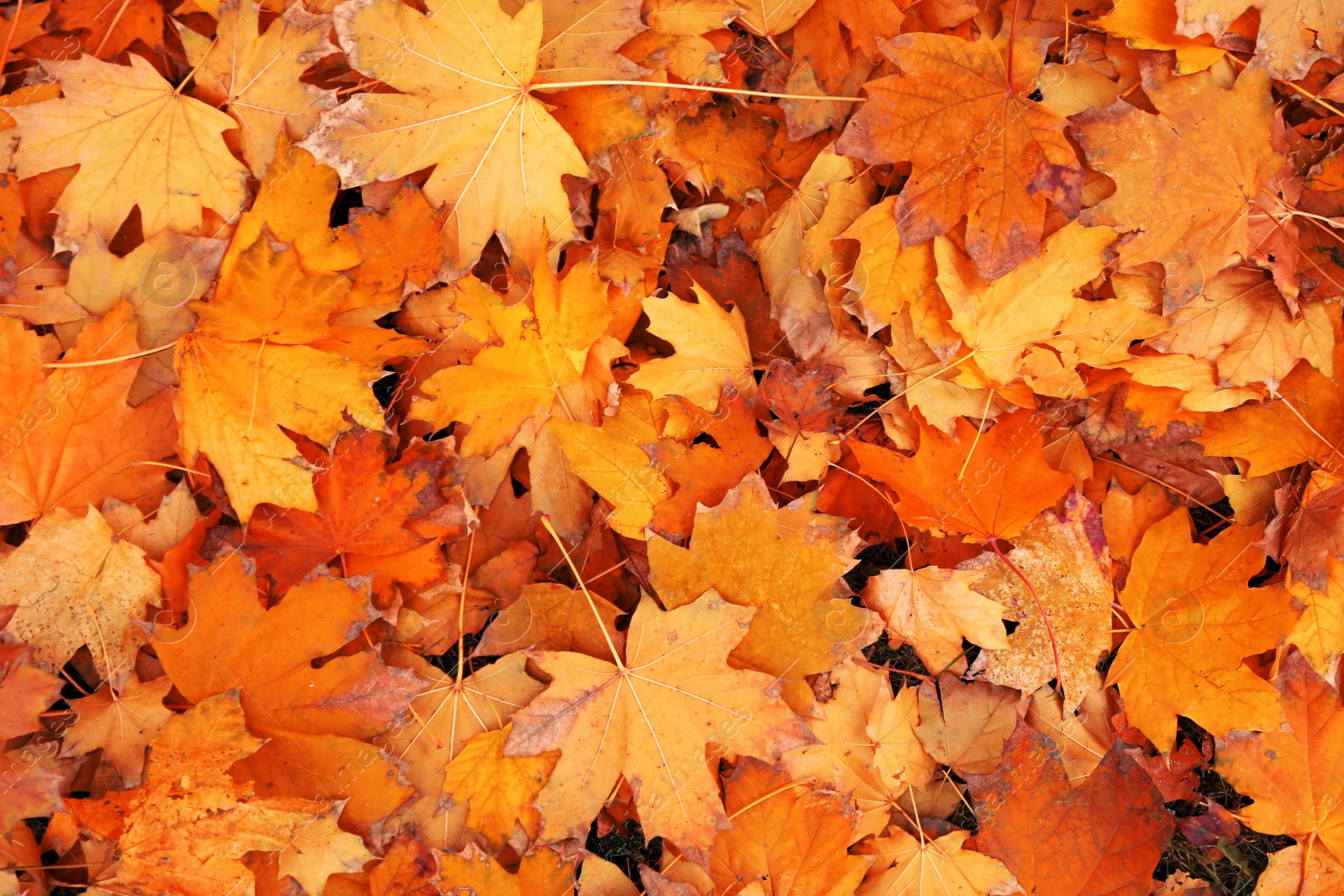 Image of Ground covered with orange autumn leaves, top view