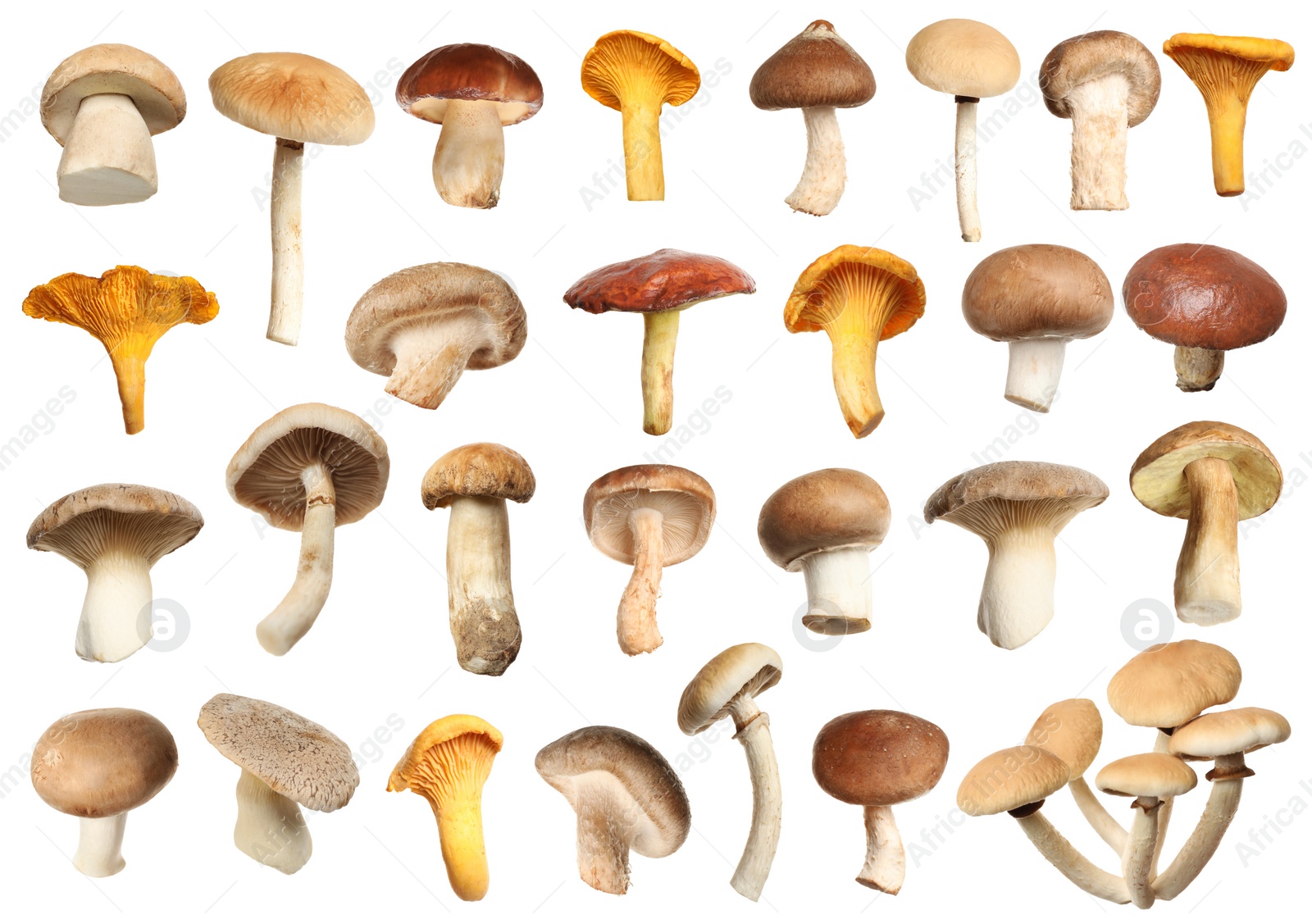 Image of Set of different fresh mushrooms on white background