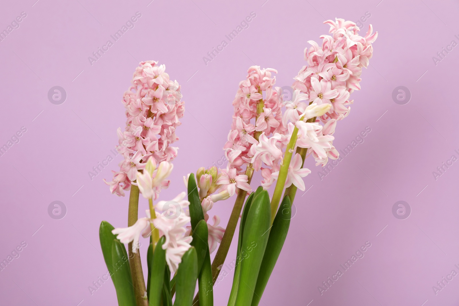 Photo of Beautiful spring hyacinth flowers on color background