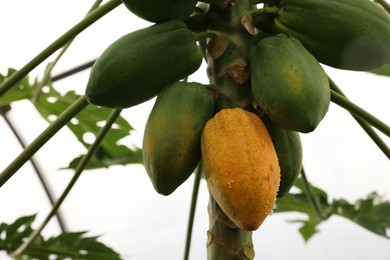 Papaya fruits growing on tree in greenhouse, low angle view