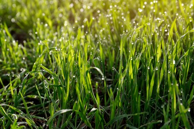 Photo of Beautiful bright green grass covered with morning dew, closeup