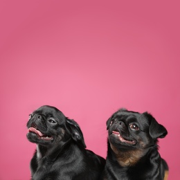 Photo of Adorable black Petit Brabancon dogs on pink background