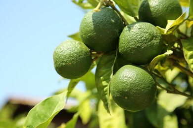 Photo of Unripe green tangerines growing on tree outdoors, closeup with space for text. Citrus fruit