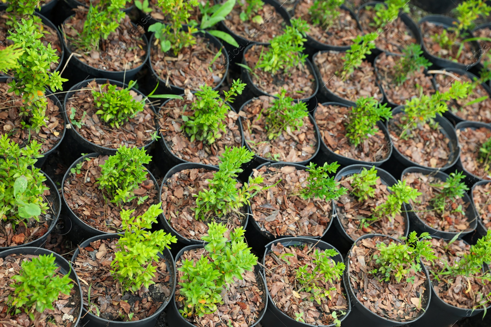 Photo of Green tree seedlings in pots. Planting and gardening