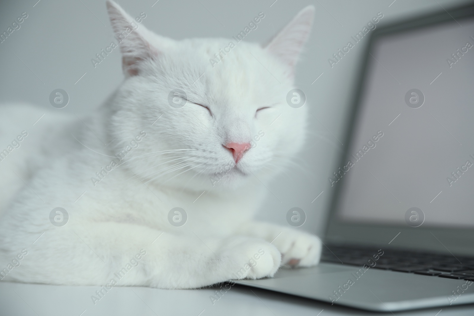 Photo of Adorable white cat lying on laptop at workplace, closeup