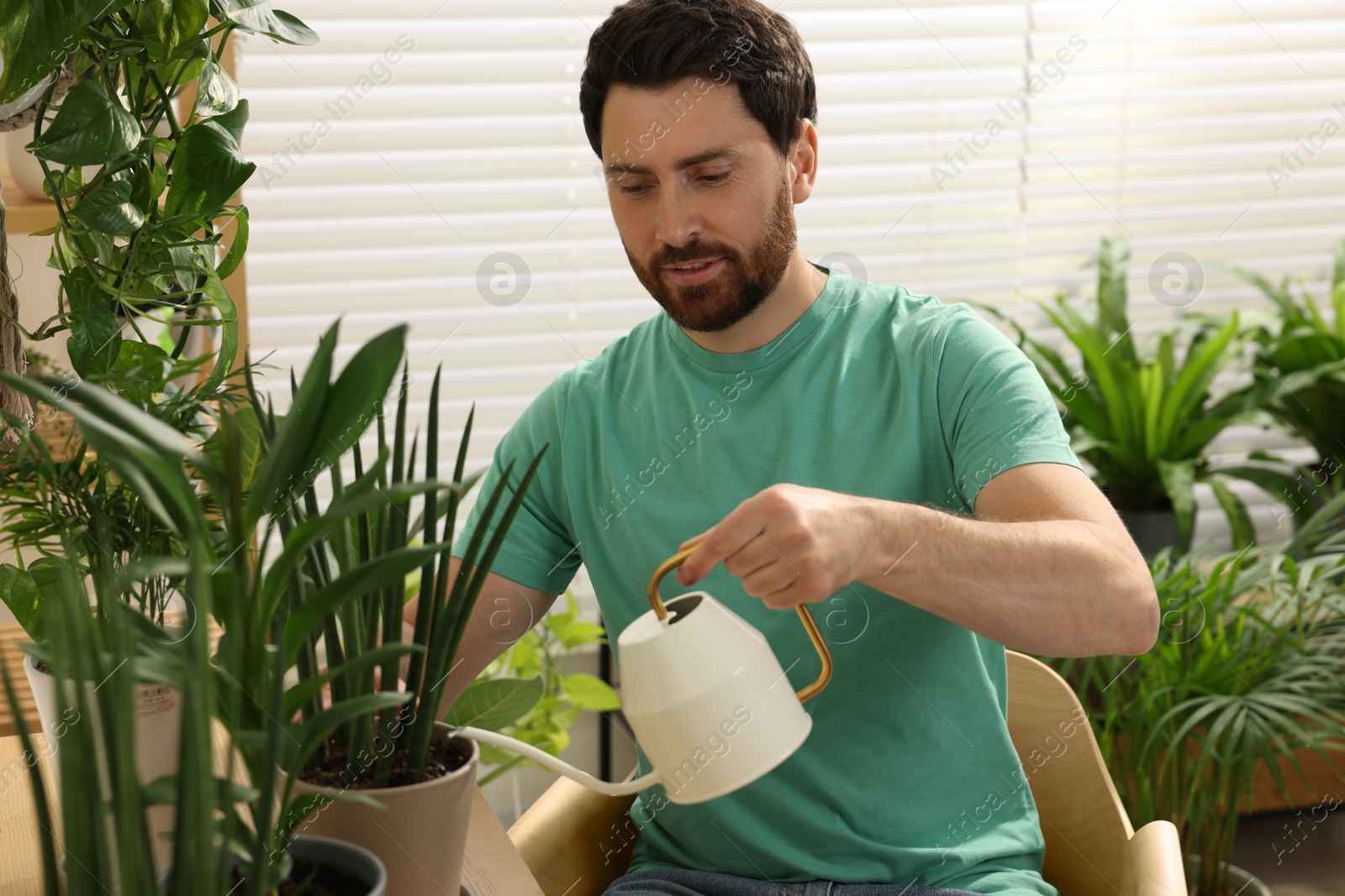 Photo of Man watering beautiful potted houseplants at home