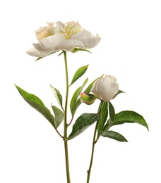 Photo of Fragrant peonies on white background. Beautiful spring flowers