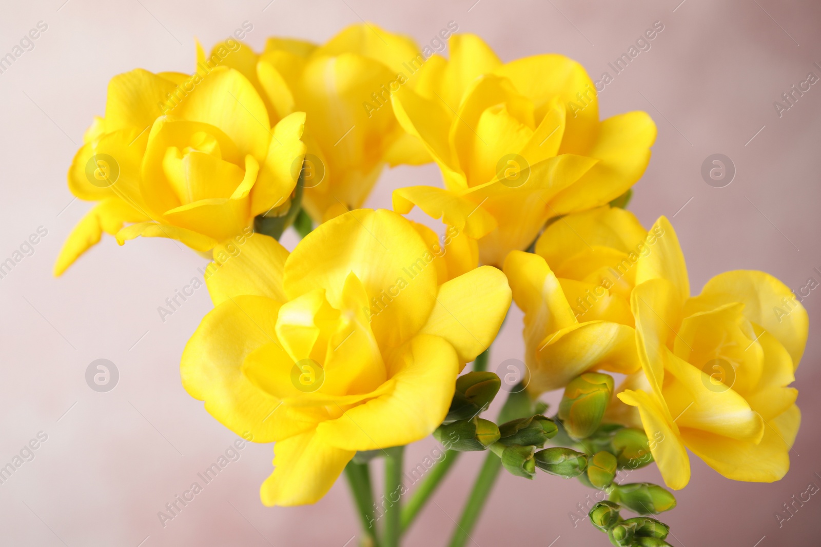 Photo of Beautiful bright spring freesia flowers on color background, closeup