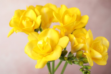 Beautiful bright spring freesia flowers on color background, closeup