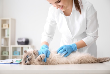 Young veterinarian examining cat in clinic