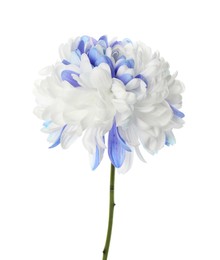Photo of Beautiful blooming chrysanthemum flower isolated on white