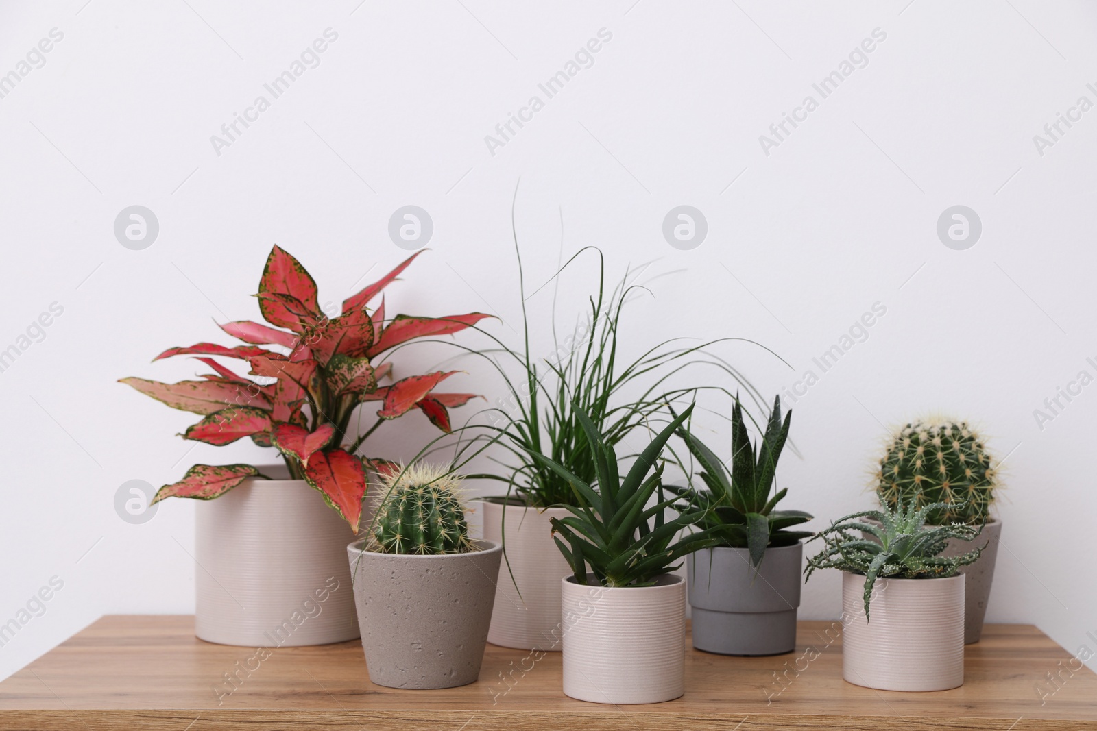 Photo of Many different houseplants in pots on wooden table near white wall