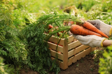 Woman putting fresh carrots into wooden crate on field, closeup. Organic farming