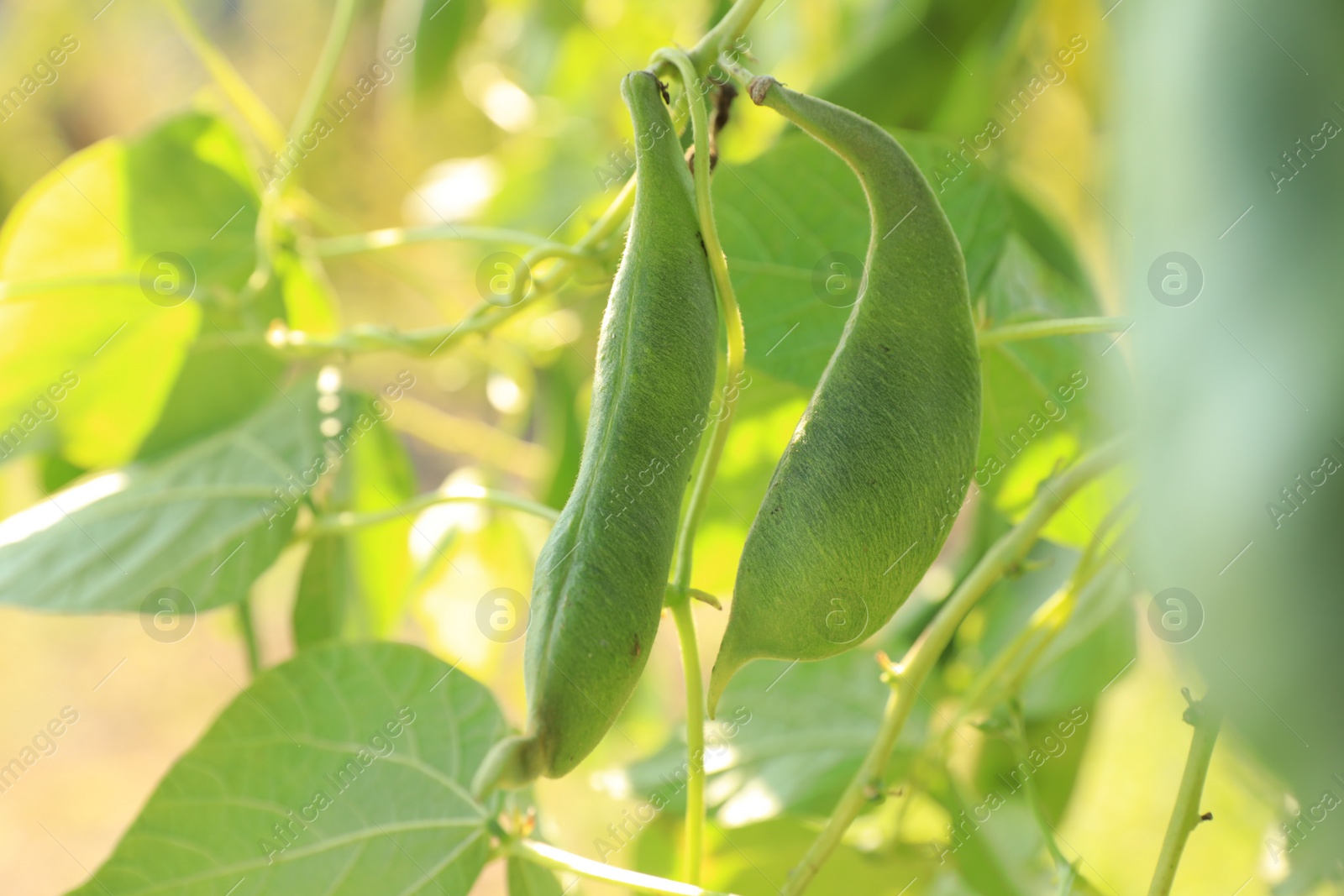 Photo of Fresh green beans growing outdoors on sunny day, closeup