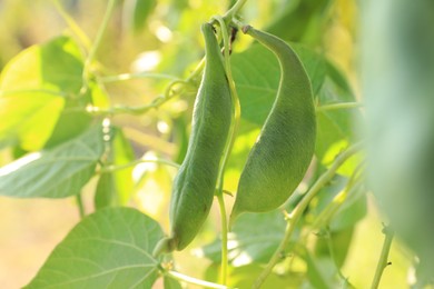 Photo of Fresh green beans growing outdoors on sunny day, closeup