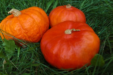 Photo of Whole ripe orange pumpkins among green grass outdoors, closeup