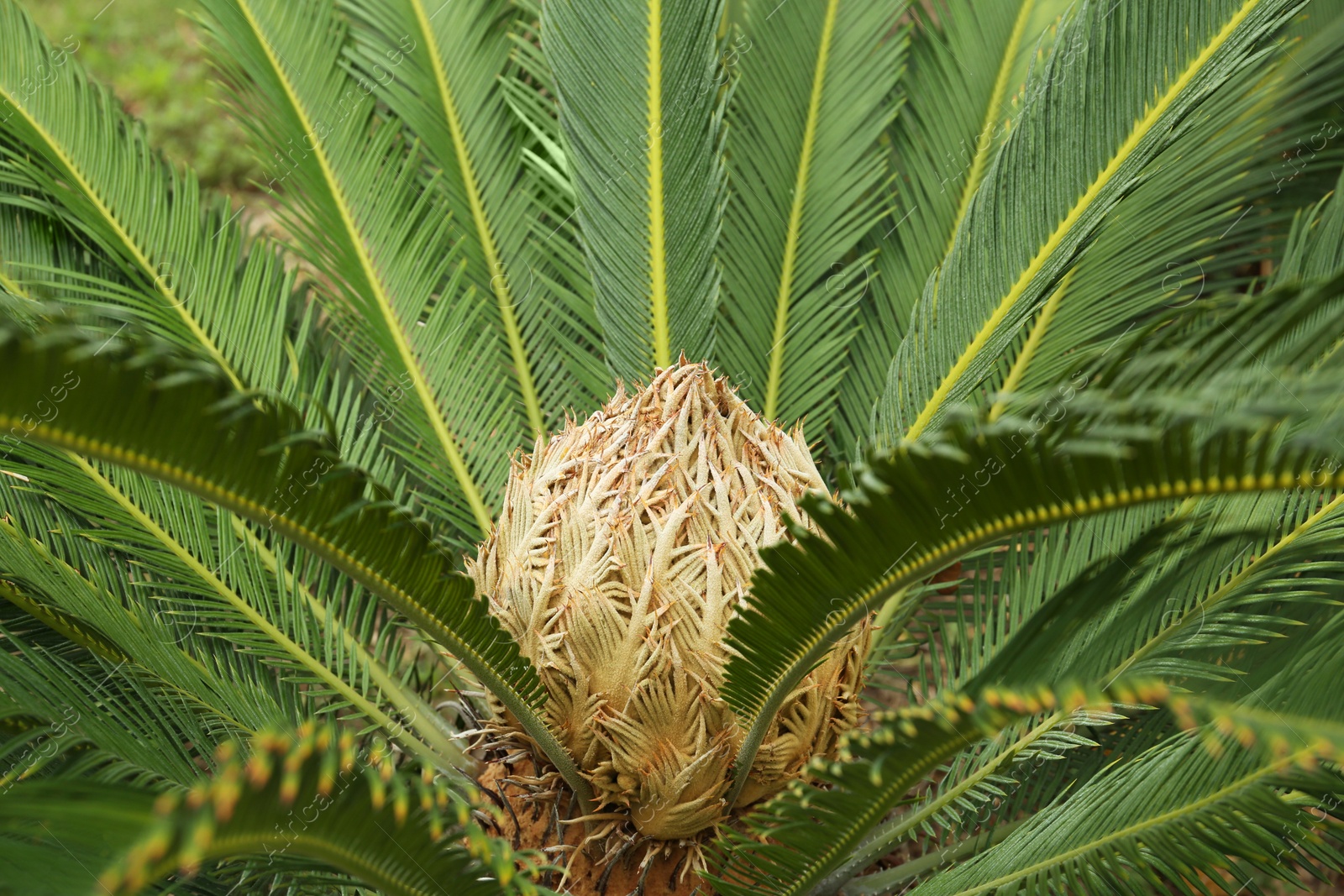 Photo of Closeup view of beautiful tropical palm leaves