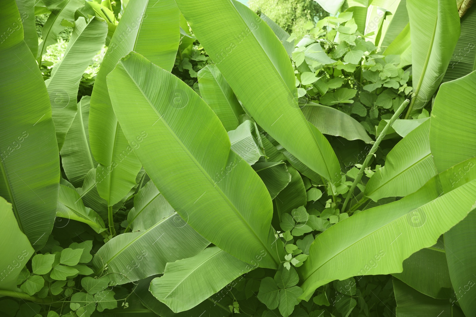 Photo of Beautiful lush green plants growing outdoors, closeup