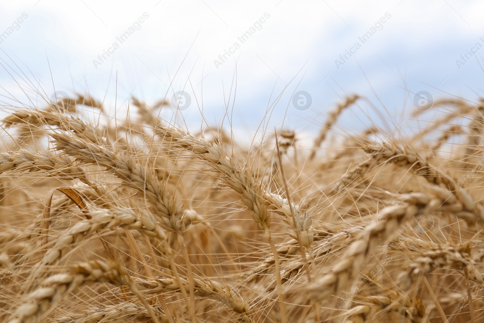 Photo of Ripe wheat spikes in agricultural field, closeup