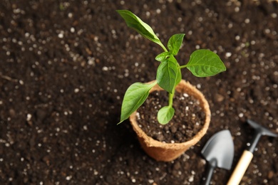 Vegetable seedling in peat pot and gardening tools on soil. Space for text