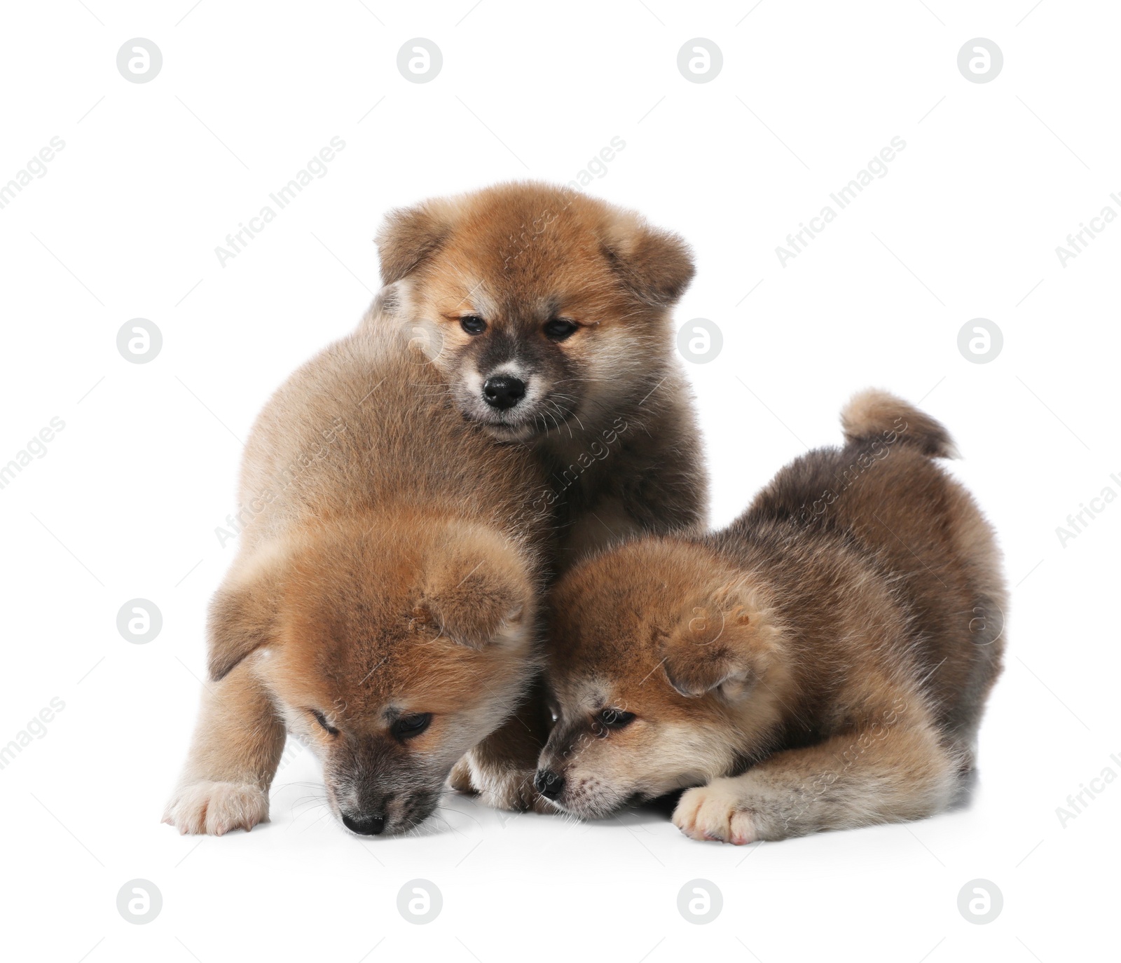 Photo of Adorable Akita Inu puppies on white background