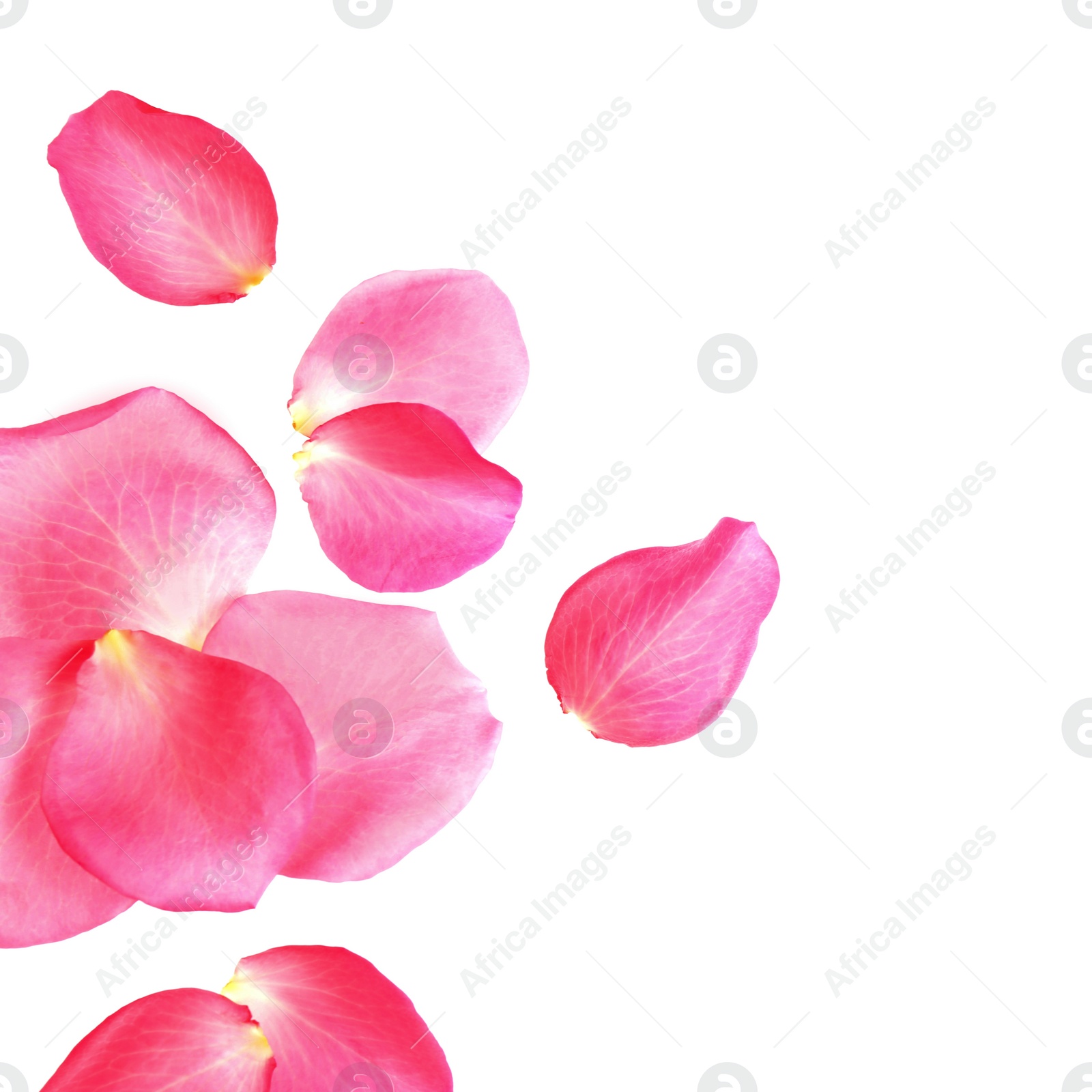 Photo of Fresh pink rose petals on white background, top view