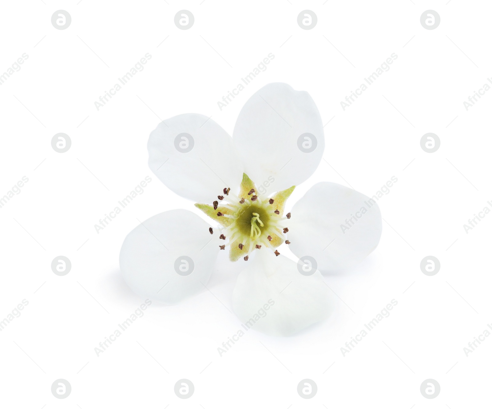 Photo of Beautiful flower of blooming spring tree on white background