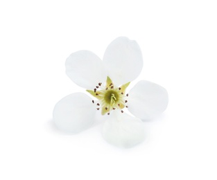 Photo of Beautiful flower of blooming spring tree on white background