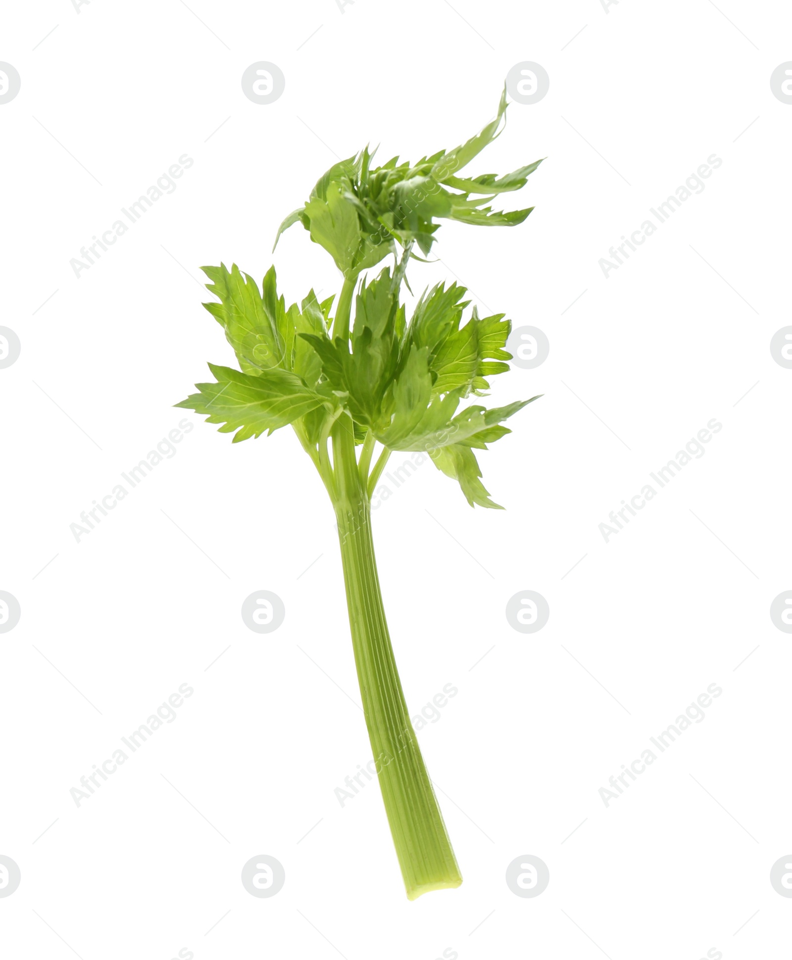 Photo of Fresh green celery stem with leaves isolated on white