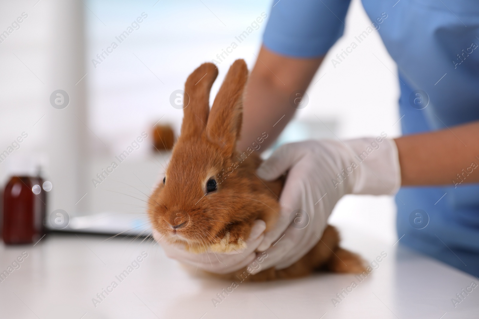 Photo of Professional veterinarian examining bunny in clinic, closeup