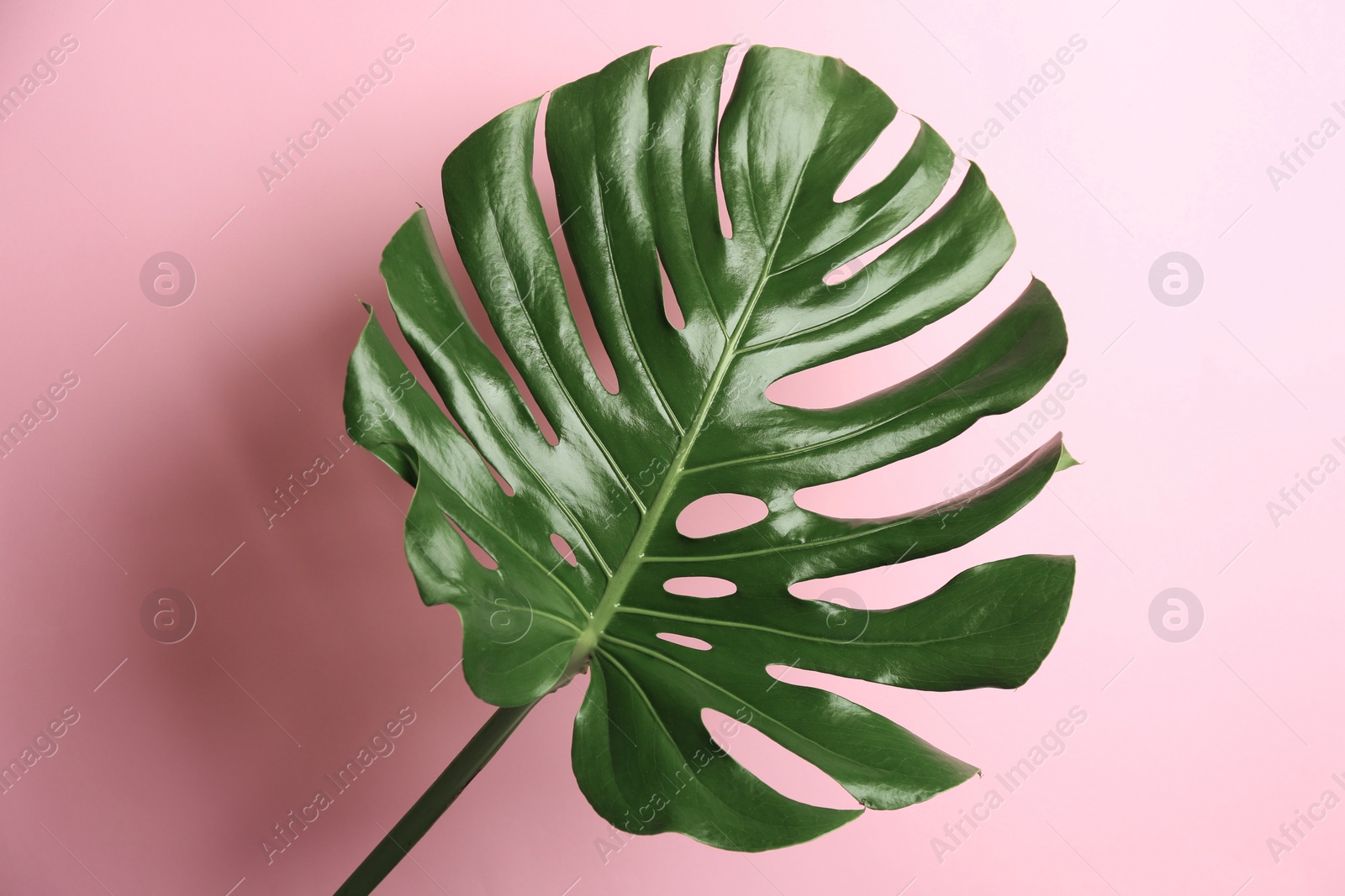 Photo of Beautiful monstera leaf on pink background. Tropical plant