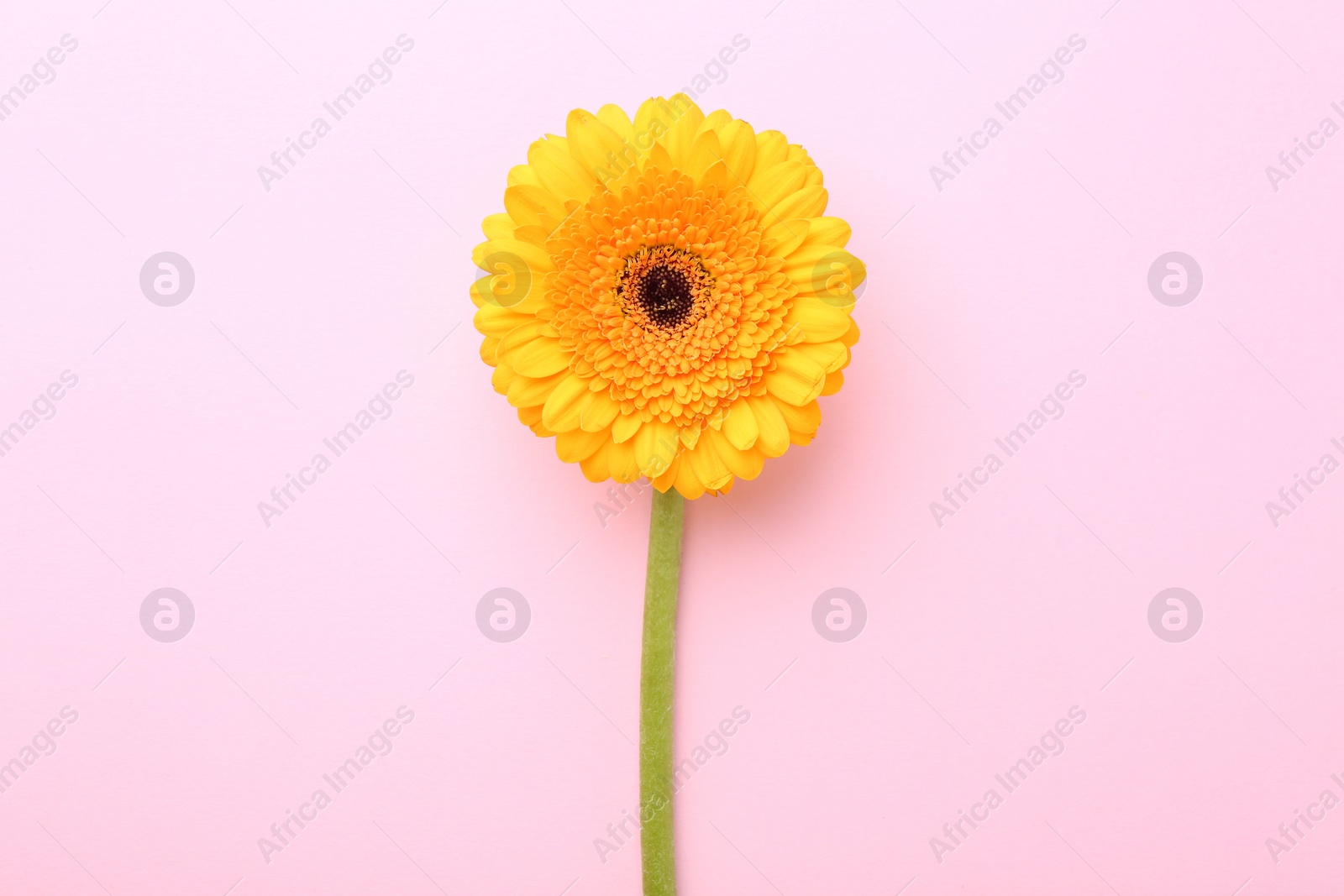 Photo of Beautiful yellow gerbera flower on pink background, top view