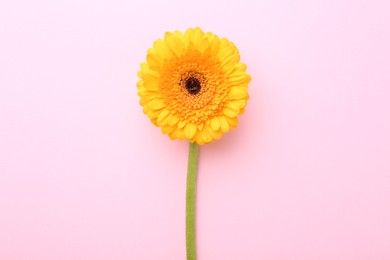 Photo of Beautiful yellow gerbera flower on pink background, top view